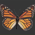 Modern Butterfly Colored Butterfly Tabby Butterfly Leaf Butterfly 3d model