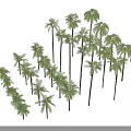 3D Model Palm Trees With Different Heights Green Foliage And Arranged Formation