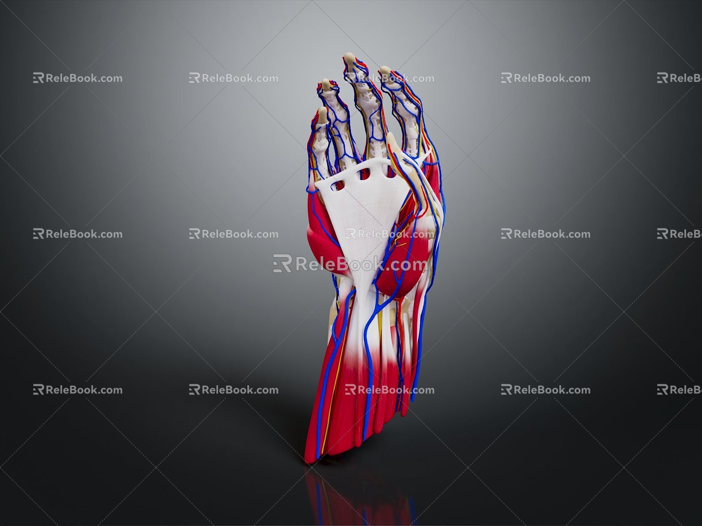 Modern Hand Muscle Human Muscle Muscle 3d model