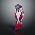 Medical Foot Anatomical Model with Skeleton Vessels and Muscles for Educational