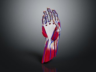 Modern Hand Muscle Human Muscle 3d model