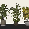 Indoor Bonsai Potted Plants With Various Leaf Colors And Different Pots 3d model