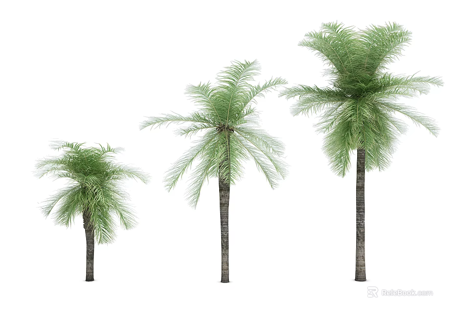 Beautiful Palm Trees Three Different Sizes With Lush Green Fronds And Straight Trunks 3d model 