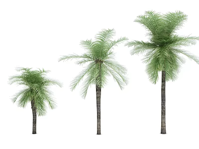 Beautiful Palm Trees Three Different Sizes With Lush Green Fronds And Straight Trunks 3d model