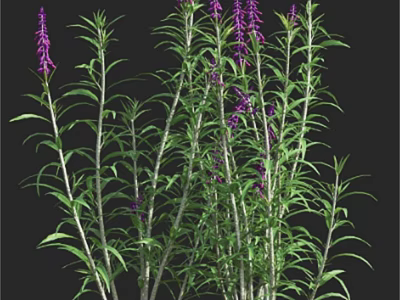 Beautiful Purple Flowers With Green Leaves And Slender Stems In Multiple Plants 3d model