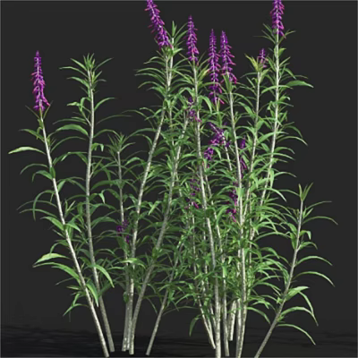 Beautiful Purple Flowers With Green Leaves And Slender Stems In Multiple Plants 3d model