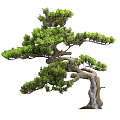 Various Bonsai Trees Collection With Different Shapes And Styles For Garden Design