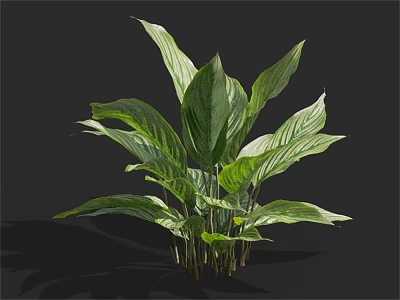 Lush Green Leafy Plant With White Striped Leaves For Indoor Decoration 3d model