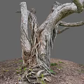 Natural Twisted Wood Tree Trunk With Exposed Roots Textured Bark And Green Grass