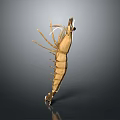 Detailed Golden Shrimp 3D Render With Antennae Legs On Gray Background