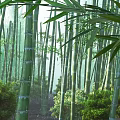 Tall Bamboo Stalks in Lush Green Forest with Sunlight Filtering Through Leaves