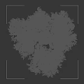 Mature Olive Tree with Forked Trunk and Lush Foliage Featuring Human Silhouette
