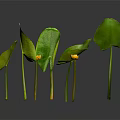 Plants With Large Green Leaves And Small Yellow Flowers On Green Stems