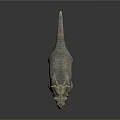 Realistic 3D Triceratops Dinosaur Model With Detailed Skin Texture And Horns