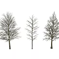 Three Arbor Trees Showing Different Foliage Growth Stages On White Background 3d model