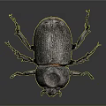 Black Beetle With Shiny Exoskeleton And Six Legs On Dark Background