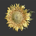 A Beautiful Sunflower With Yellow Petals Dark Center And Green Leaves Against Dark Background