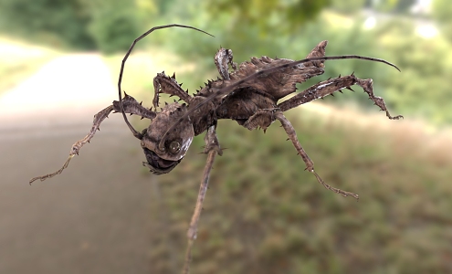 Heteroptera heteroptera nymph insect grasshopper mantis 3d model