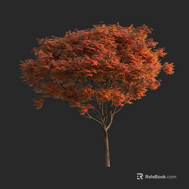 Autumn Arbor With Lush Vibrant Orange Red Leaves And Slender Trunk 3d model 
