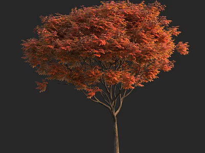 Autumn Arbor With Lush Vibrant Orange Red Leaves And Slender Trunk 3d model