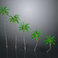 Five Palm Trees with Different Heights Standing in a Row Against Gray Backdrop