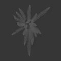 Fresh Green Fern Plant With Slender Pinnate Fronds Against Black Background