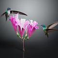 Two Vibrant Hummingbirds Flying Around Blooming Pink Flowers On Dark Background