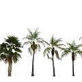 Palm Tree Tropical Plants Trees 3d model