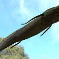 Black Spotted Yellow Aquatic Animal Fish With Slender Body And Fins