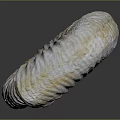 Modern Conch Bone Snail Field Snail 3d model