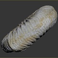 Modern Conch Bone Snail Snail Field Snail 3d model