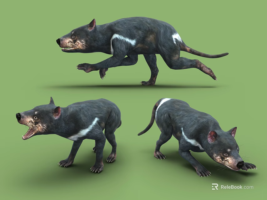 Black And White Reptile With Various Poses Including Running Standing And Snarling On Green Background 3d model 