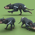 Black And White Reptile With Various Poses Including Running Standing And Snarling On Green Background