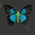 Vibrant Tropical Butterfly With Blue And Black Wings On Dark Background