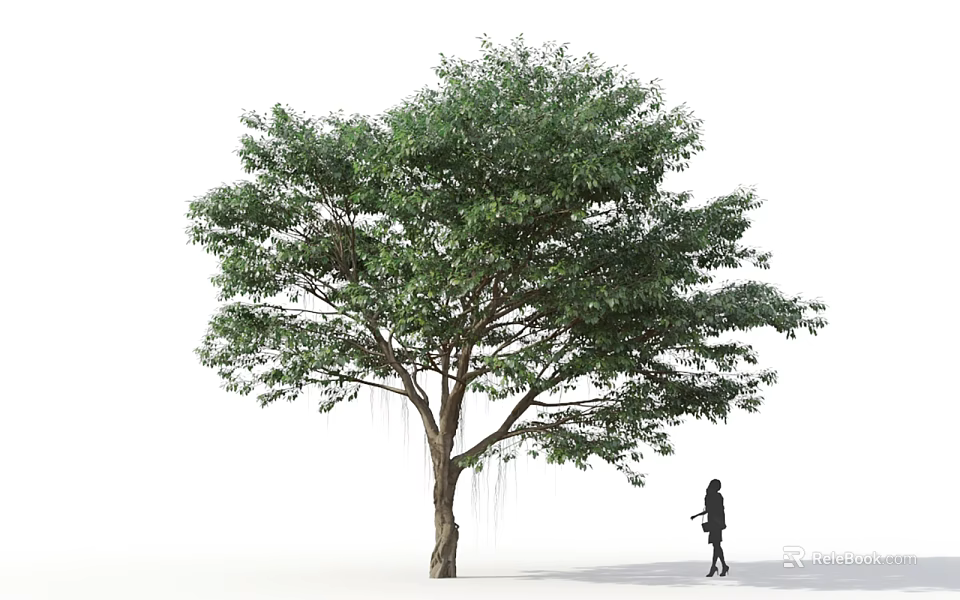 Tall Lush Green Arbor Tree With Spreading Canopy And Person Walking Beside 3d model 