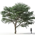 Tall Lush Green Arbor Tree With Spreading Canopy And Person Walking Beside