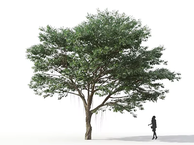 Tall Lush Green Arbor Tree With Spreading Canopy And Person Walking Beside 3d model