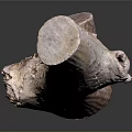 Natural Plant Wooden Stump with Smooth Texture and Irregular Shape as Decorative Element