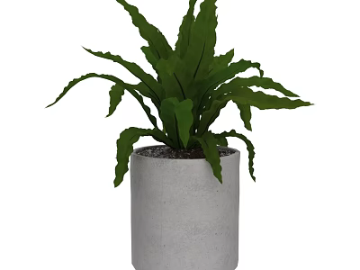 Green Bonsai Potted Plant With Long Leaves In Gray Concrete Pot And Small Stones 3d model