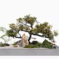 Traditional Garden Landscape With Bonsai Tree Decorative Rocks Green Moss Small Lantern And Gravel
