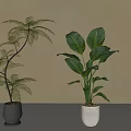 Bonsai Potted Plants Fern And Large Green Leaves In Brown Beige Pots On Grey Background