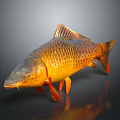 Golden Carp With Orange Fins And Tail Shiny Scales On Dark Background With Reflection
