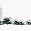 Snow Covered Trees With Silhouette Of A Person Standing Against White Background