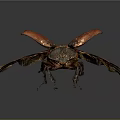 Close Up View Of Red Winged Beetle With Black Body On Dark Background