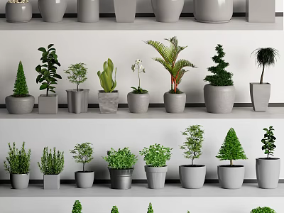 Various Bonsai And Potted Plants With Different Green Species On Shelves 3d model