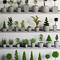 Various Bonsai And Potted Plants With Different Green Species On Shelves