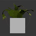 Cactus Plant with Green Stems and Yellow Flowers in White Square Pot