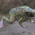 Green Black Spotted Reptile Lizard With Open Mouth And Extended Limbs On Grassland Soil