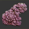 Vibrant Pink Cauliflower Fresh Raw Nutritious Healthy Vegetable Food Close Up