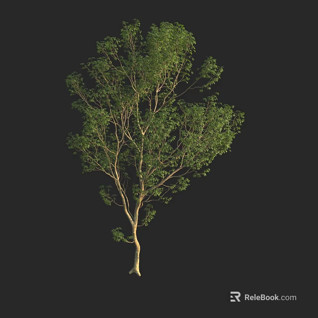 Lush Green Tree with Slender Trunk and Dense Foliage on Black Background 3d model